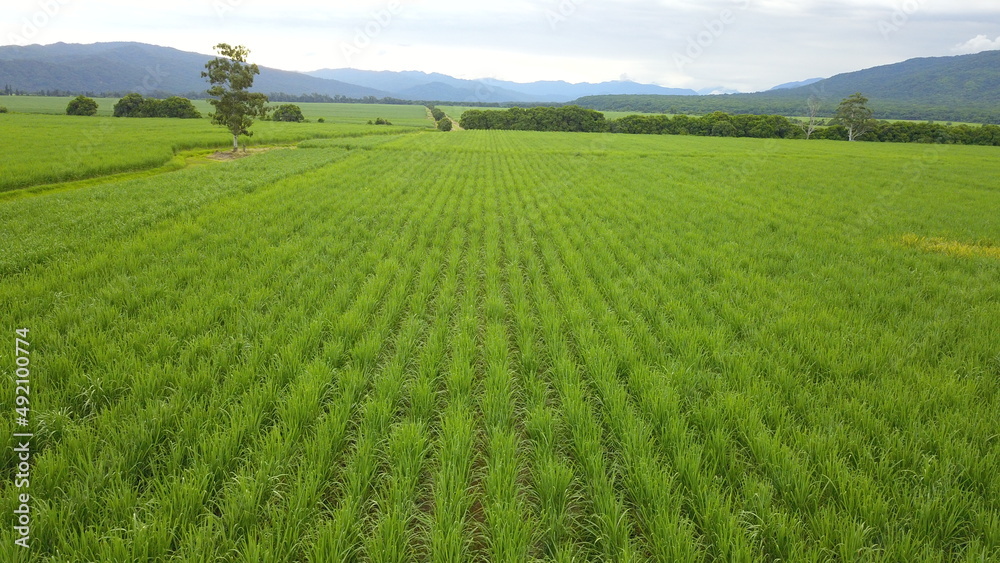 sugarcane cultivation in northwestern Argentina