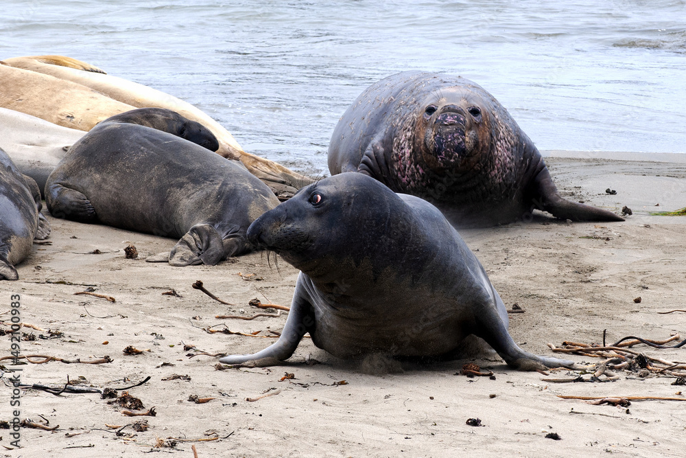 Fototapeta premium The Chase