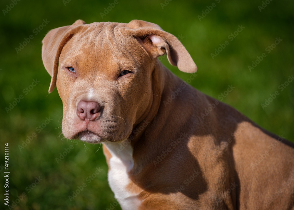 portrait of a american bully puppy