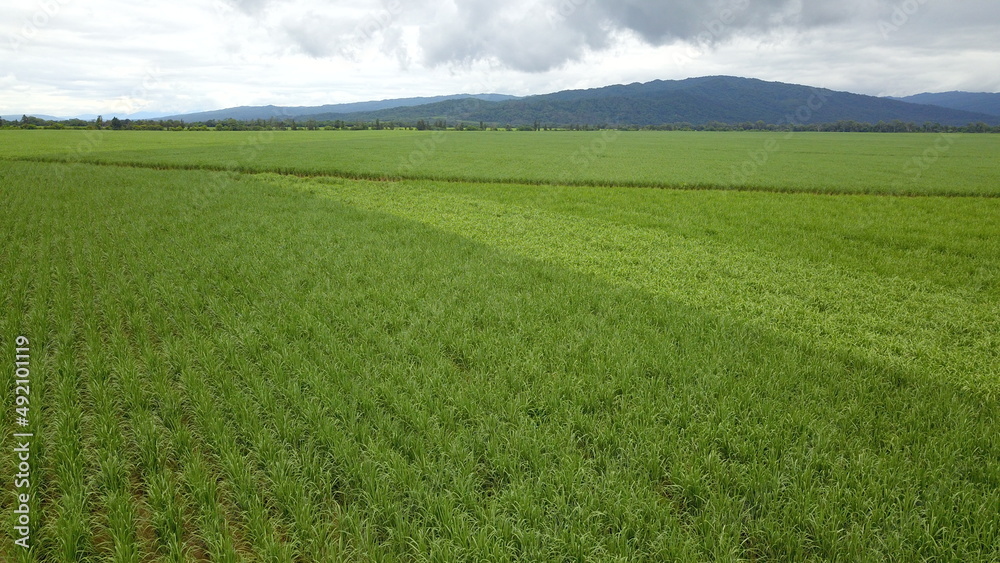 sugarcane cultivation in northwestern Argentina