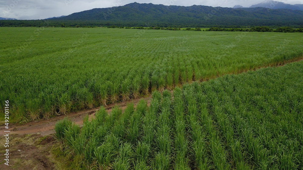 sugarcane cultivation in northwestern Argentina