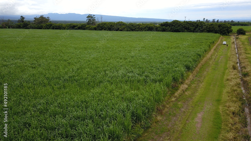 sugarcane cultivation in northwestern Argentina