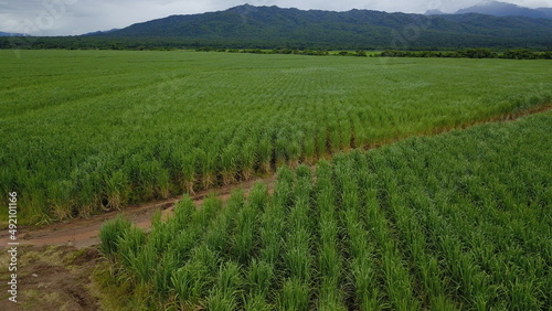 sugarcane cultivation in northwestern Argentina