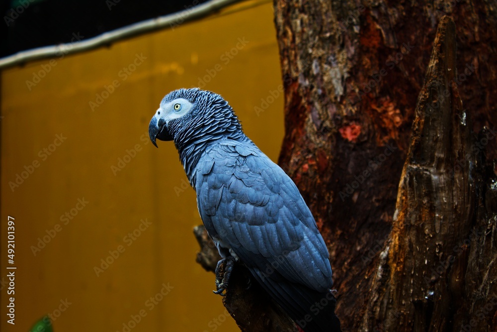 Obraz premium Grey parrot