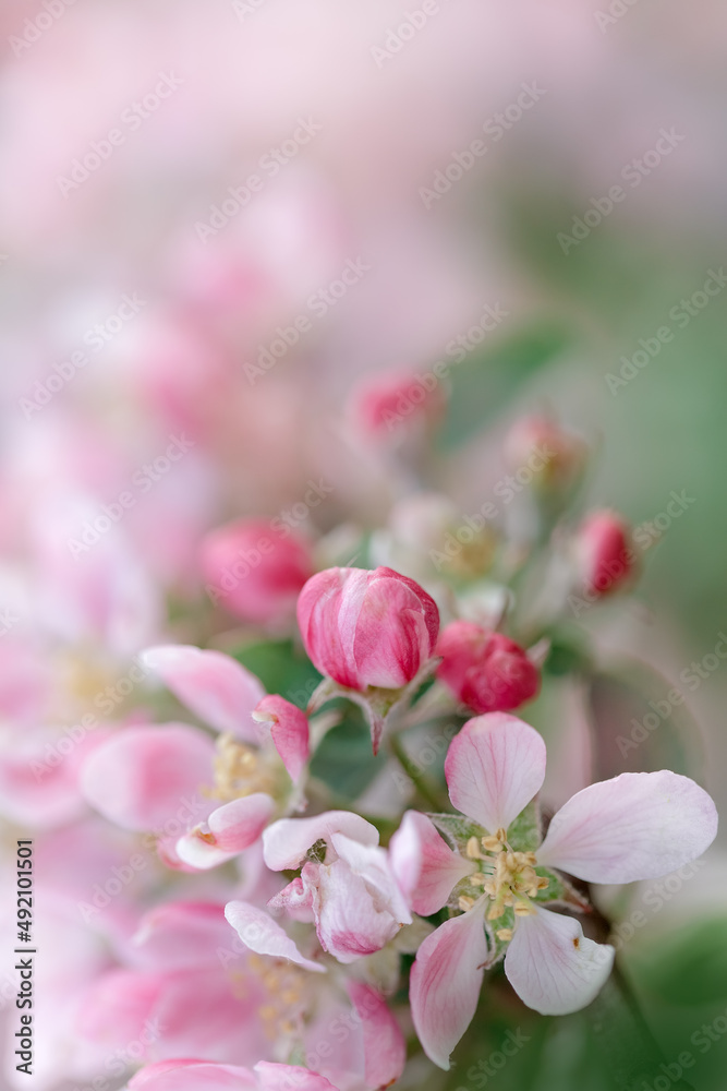 Obraz premium blossom in spring, apple blossom
