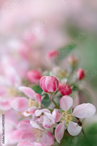 blossom in spring, apple blossom