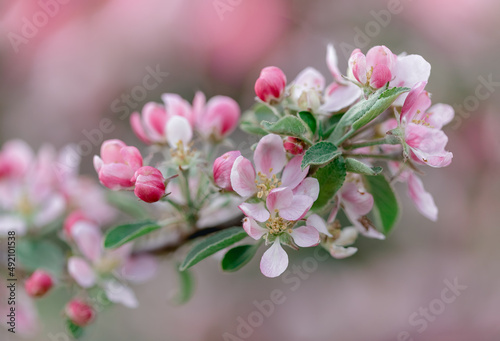 blossom in spring, apple blossom © Olga