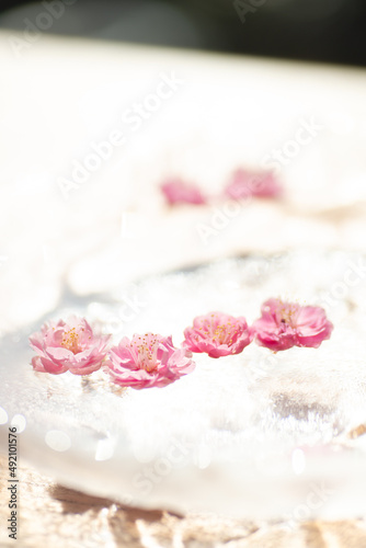 水に浮かぶ梅の花