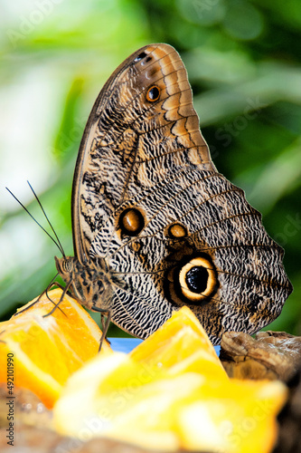 Beautiful Butterfly