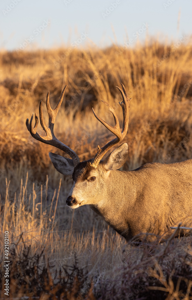 Buck Mule Deer in Colorado in Autumn Buck Mule Deer in Colorado in Autumn