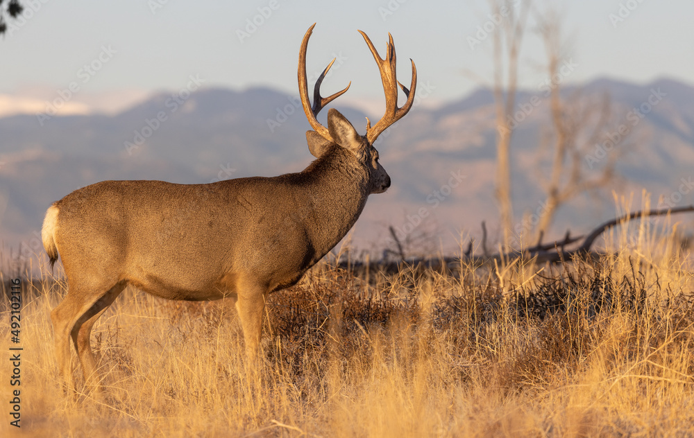 Buck Mule Deer in Colorado in Autumn Buck Mule Deer in Colorado in Autumn