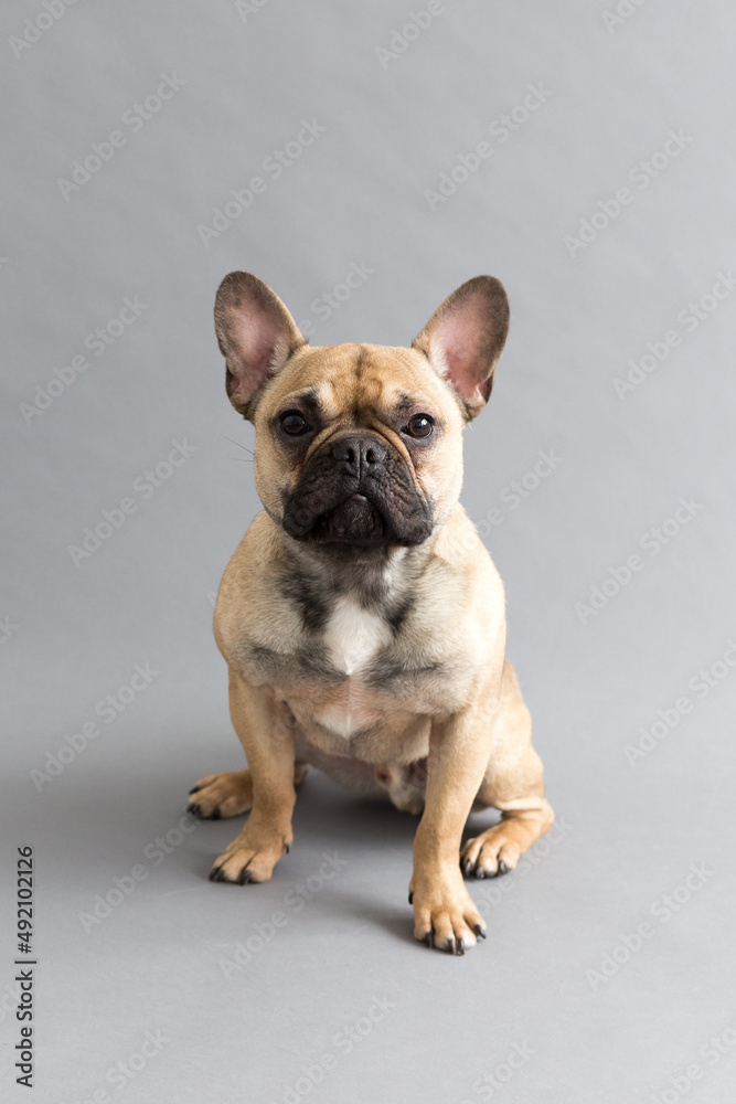 Selective focus vertical view of tan French Bulldog sitting looking up with a forlorn expression against plain grey background