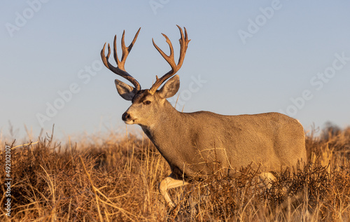 Buck Mule Deer in Colorado in Autumn