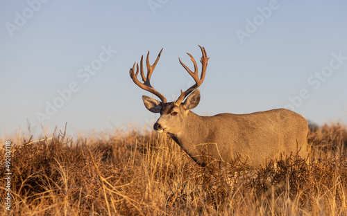 Buck Mule Deer in Colorado in Autumn © natureguy