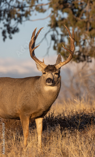 Buck Mule Deer in Colorado in Autumn