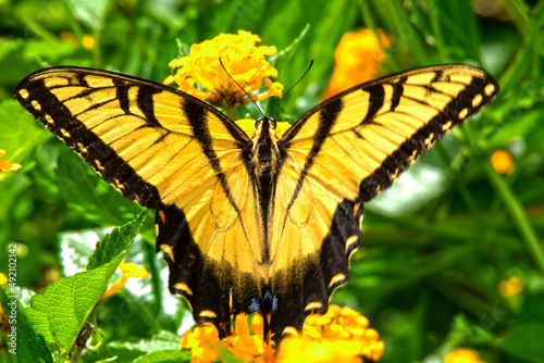 Western Tiger Swallowtail