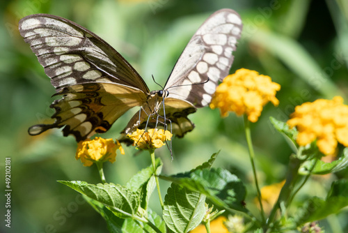 Giant Swallowtail