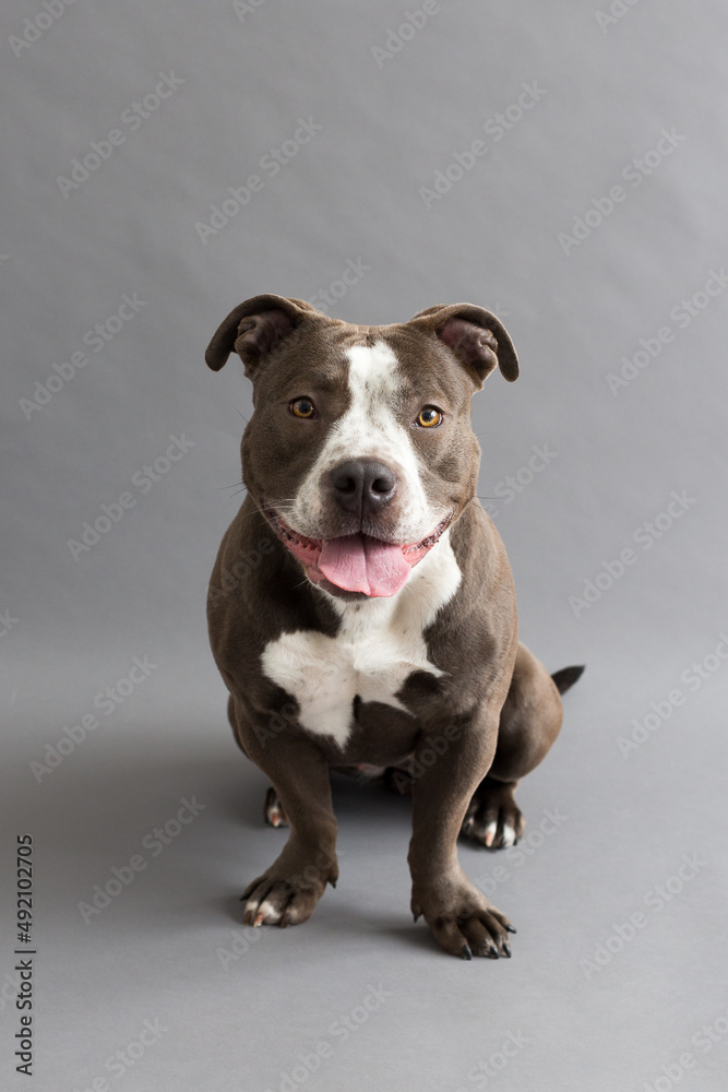 Selective focus vertical view of dark grey and white American Bully sitting looking with its mouth open against plain grey background Selective focus vertical view of dark grey and white American Bully sitting looking with its mouth open against plain grey background