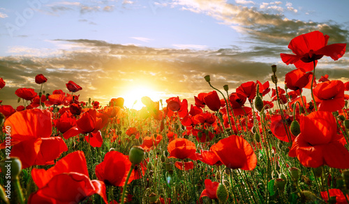 Field of red poppies at sunset with the last rays of the sun