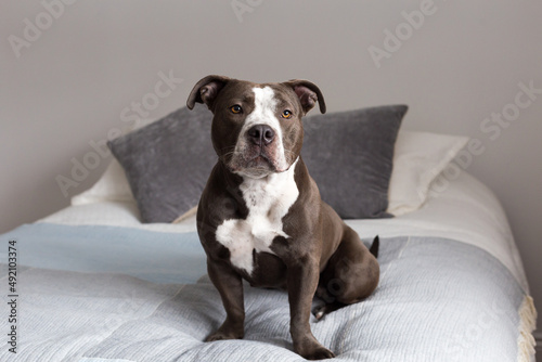 Selective focus horizontal view of dark grey and white Pit Bull Terrier sitting on bed looking up with a gentle expression