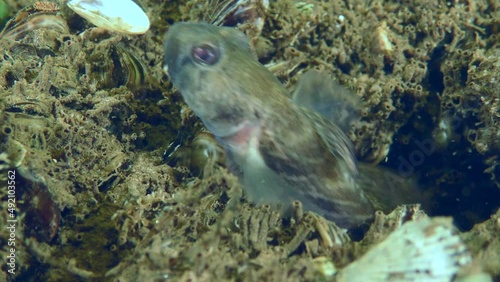 A male Racer goby (Babka gymnotrachelus) protrudes from its burrow and ventilates the water with its pectoral fins, then hides in the burrow, close-up. photo