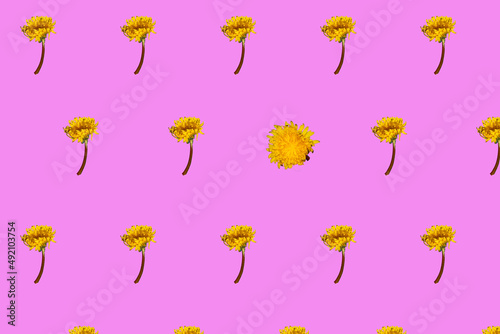 dandelion all over the background and one from a different angle a beautiful spring vivid background © Stefan