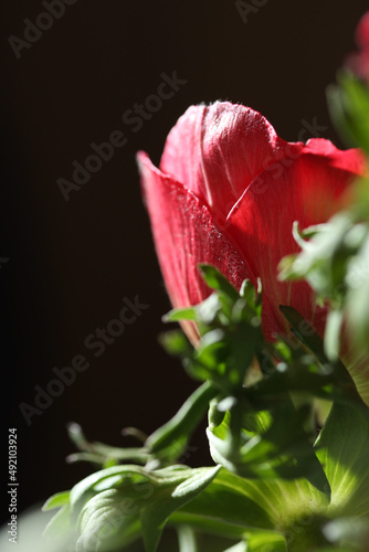 Red poppy on a dark background and fields with poppies. Poppy field. Red and dark colors. High quality photo