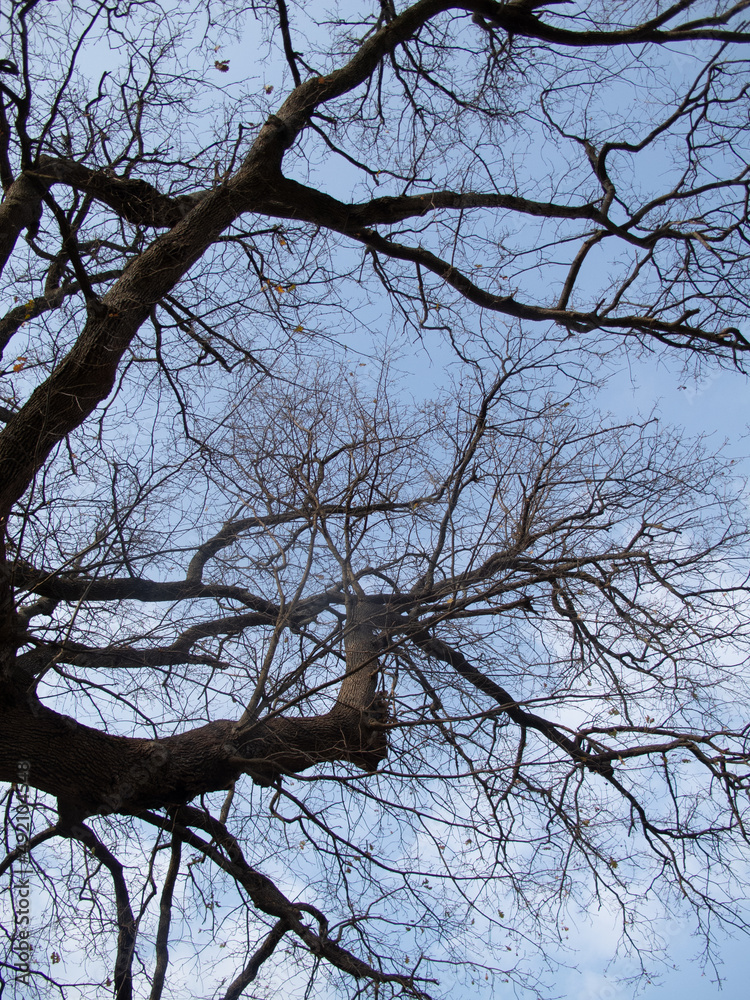 Obraz premium alberi e rami