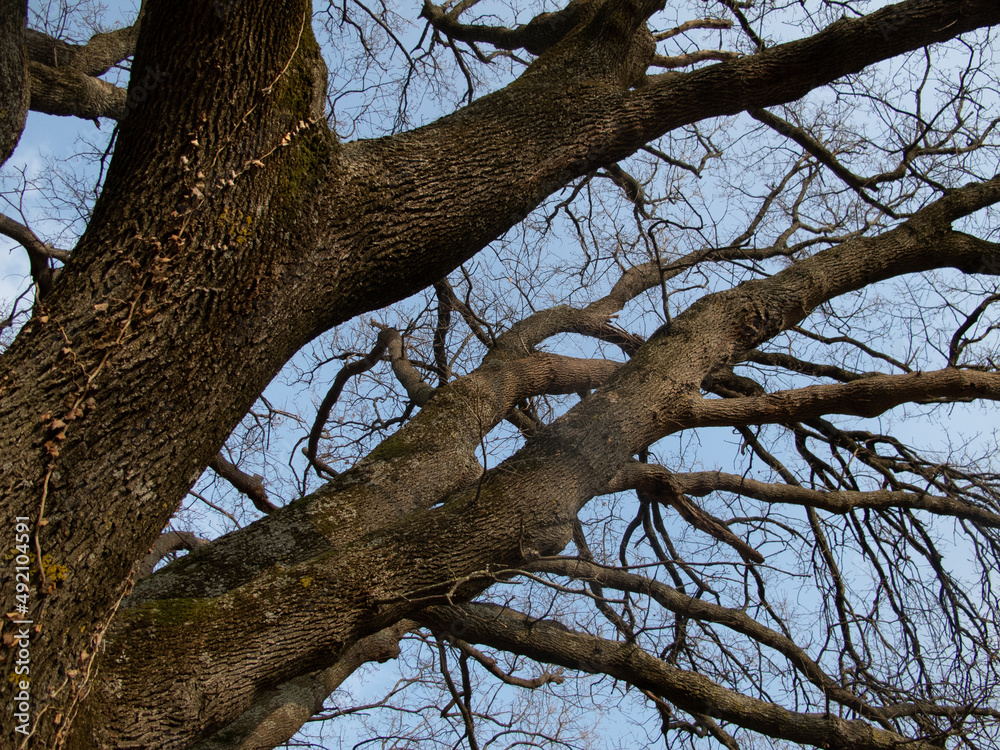 Obraz premium alberi e rami