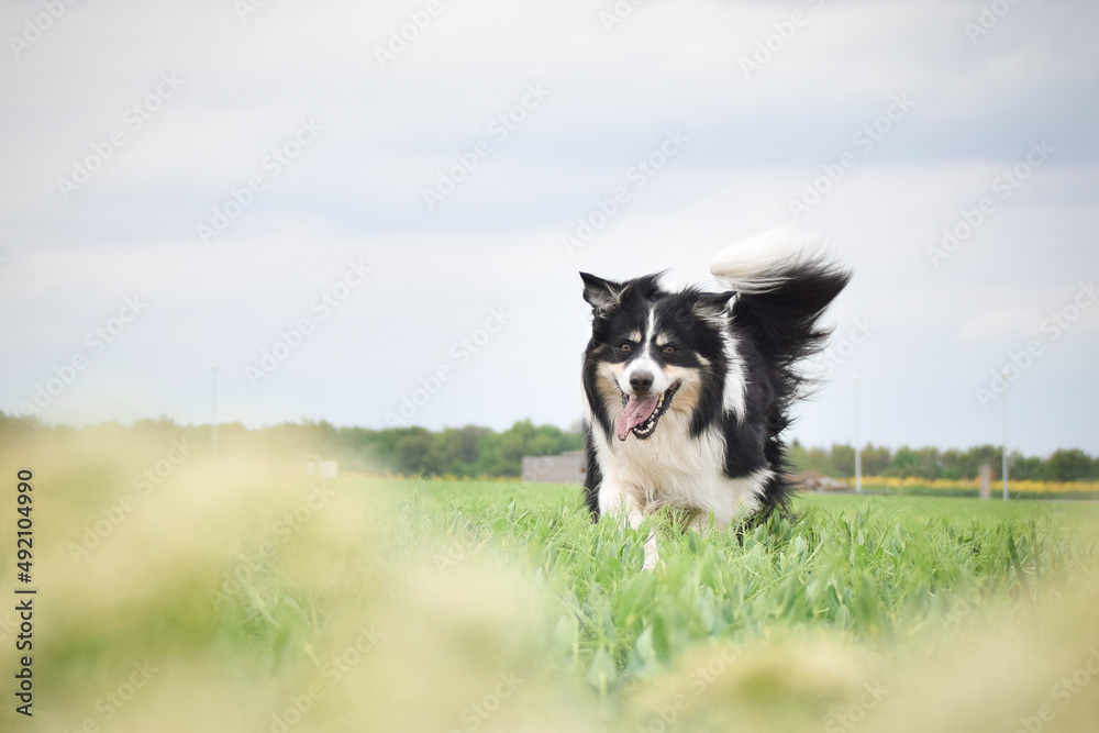 Border collie is running in yellow colza. He is running for his breader Border collie is running in yellow colza. He is running for his breader