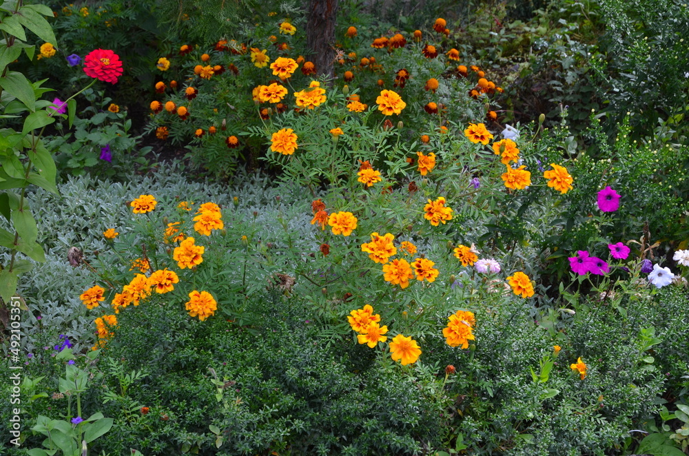 A flower bed with many different flowers with marigolds in the foreground.
