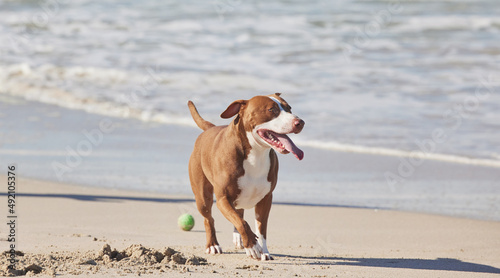 Adventure, I hear you calling. Shot of an adorable pit bull enjoying a day at the beach.