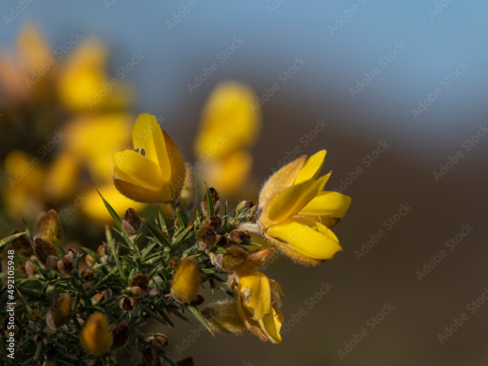Fototapeta premium Closeup of Common Gorse (Ulex europaeus) flowers in winter