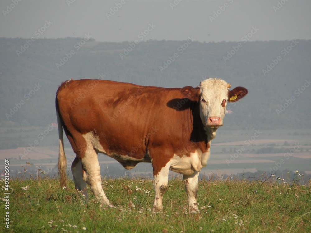 cow