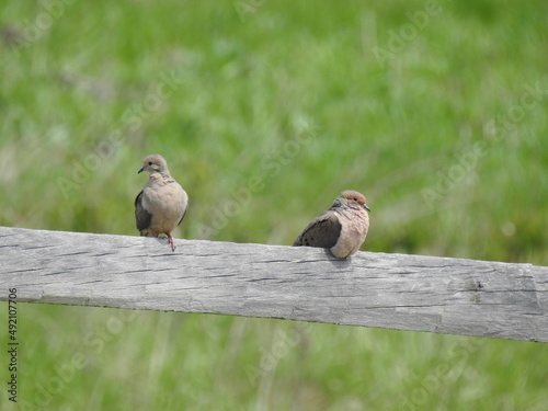A pair of Mourning Doves relaxing on a wooden fence post in Adams County, Pennsylvania.