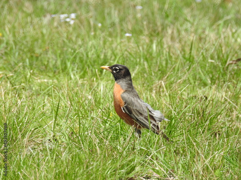 American robin making its way through a grassy meadow in Gettysburg, Adams County, Pennsylvania. American robin making its way through a grassy meadow in Gettysburg, Adams County, Pennsylvania.