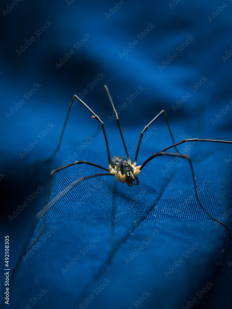 Spider haymaker (Phalangium opilio) waits for prey on the leaves of Gortensia Spider haymaker (Phalangium opilio) waits for prey on the leaves of Gortensia