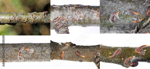 Apple mussel scale or oystershell scale (Lepidosaphes ulmi) is a widely invasive scale insect that is a pest of trees in orchards and others woody plants. photo