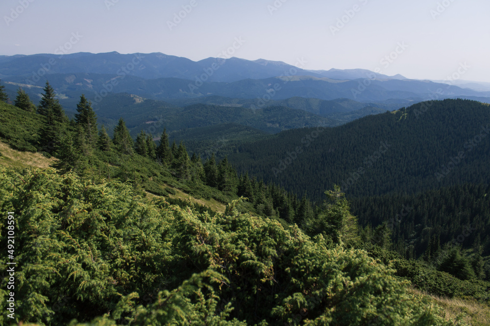 Obraz premium beautiful carpathian mountains, road, hills, forest, ukrainene