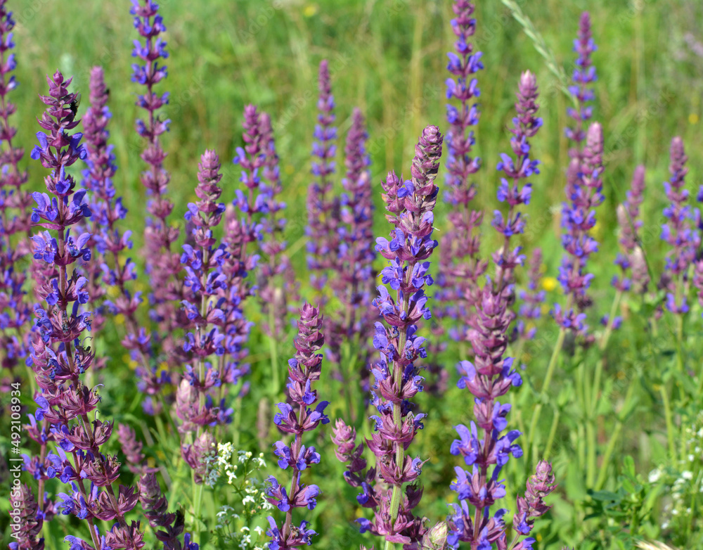 Among the wild herbs, blooms sage (Salvia pratensis) Among the wild herbs, blooms sage (Salvia pratensis)