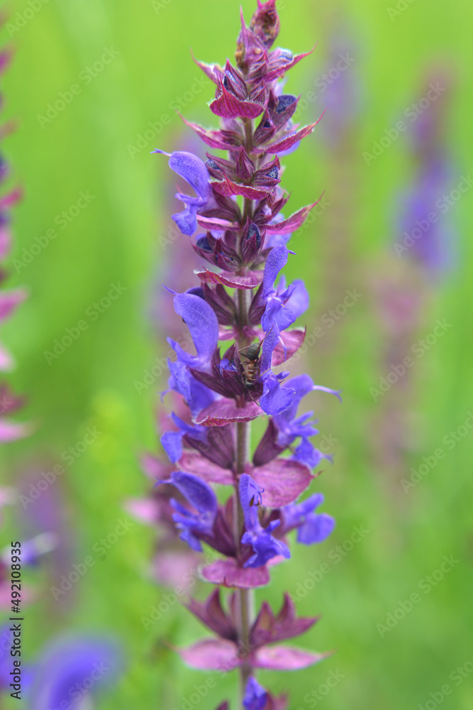 Among the wild herbs, blooms sage (Salvia pratensis) Among the wild herbs, blooms sage (Salvia pratensis)
