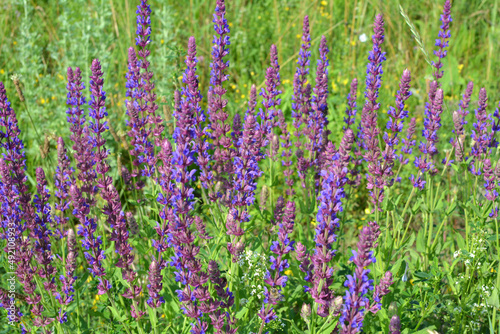 Among the wild herbs  blooms sage  Salvia pratensis 