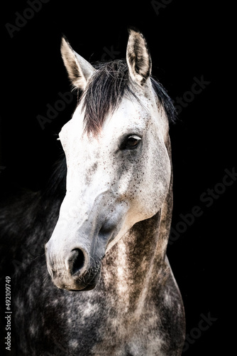 Billede på lærred Pferd im Portrait vor schwarzem Hintergrund