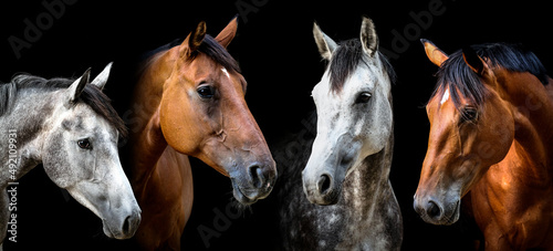 Fototapeta Naklejka Na Ścianę i Meble -  Pferde im Portrait vor schwarzem Hintergrund