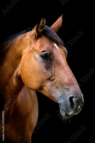 Pferd im Portrait vor schwarzem Hintergrund © M. Bischof