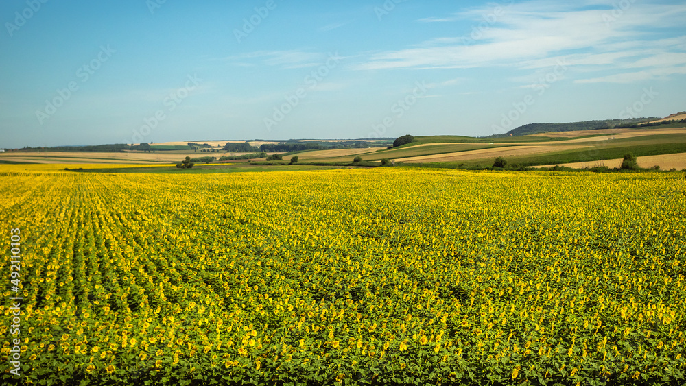 Field of sunflowers in the Czech Republic Field of sunflowers in the Czech Republic