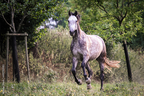 фотографія Schimmelstute auf der Koppel, Pferd im Galopp