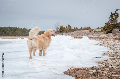 Fototapeta Naklejka Na Ścianę i Meble -  Golden retriever dog standing on the ice floe by the sea in spring.