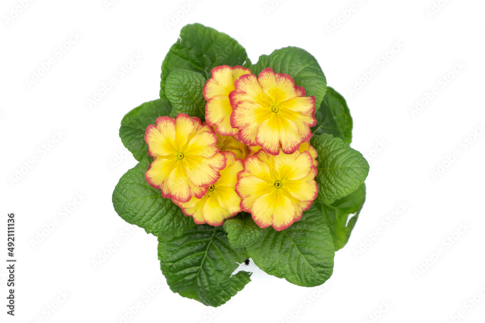 Yellow primrose in pot isolated on white background top view