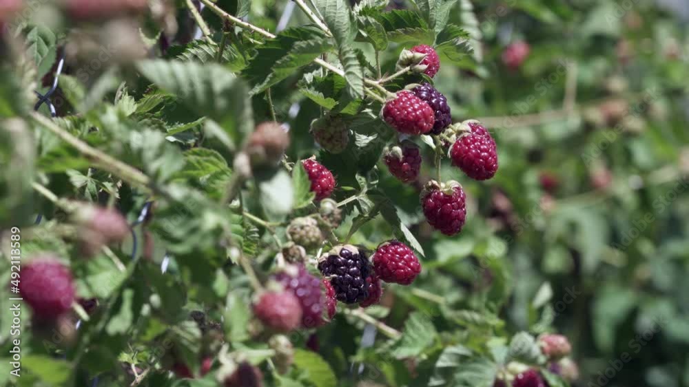 branch of ripe raspberries in a garden on blurred green background branch of ripe raspberries in a garden on blurred green background